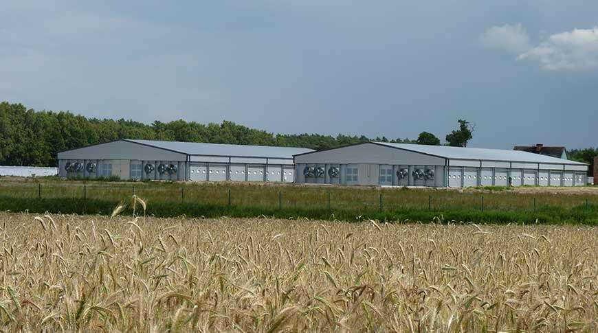 chicken farms industrial metal halls prefabricated