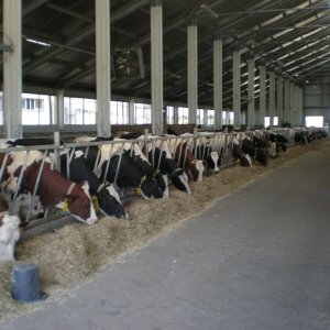granjas de ganado