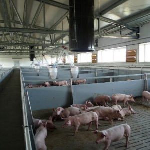 granjas de cerdos personalizadas
